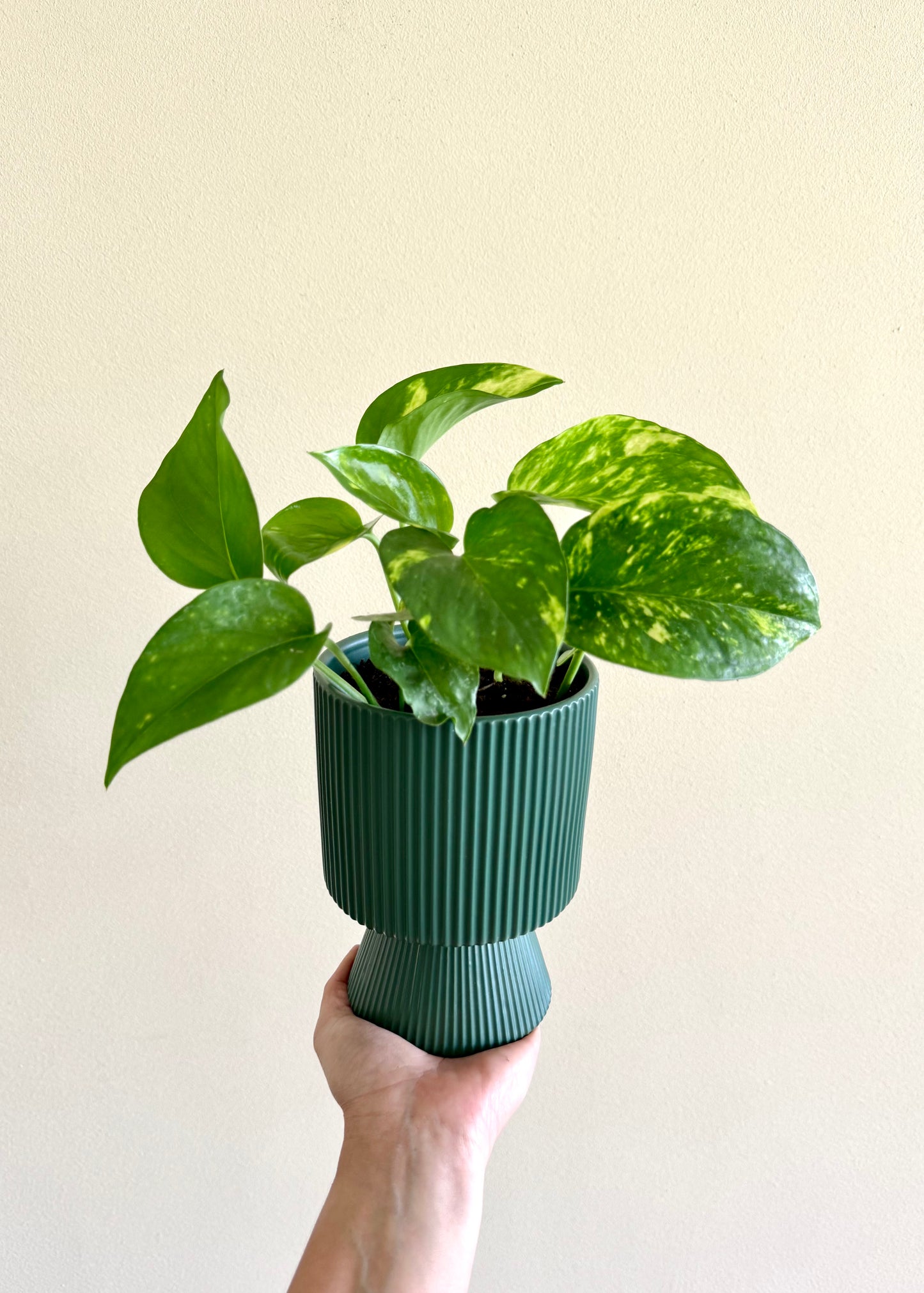 Scindapsus (Pothus) macetero copa