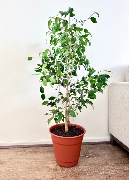 Ficus Benjamina XL
