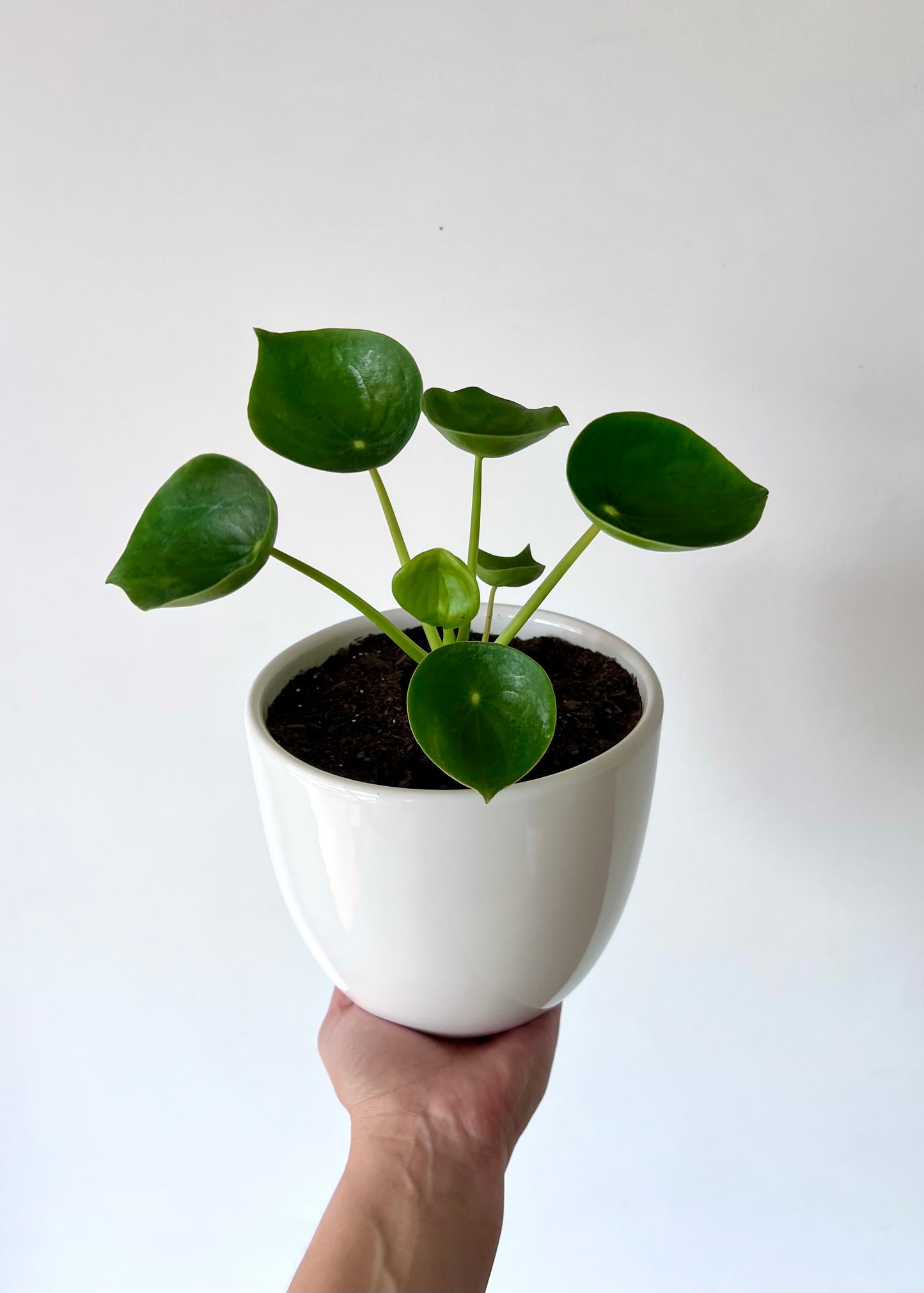 Peperomia Cucharita