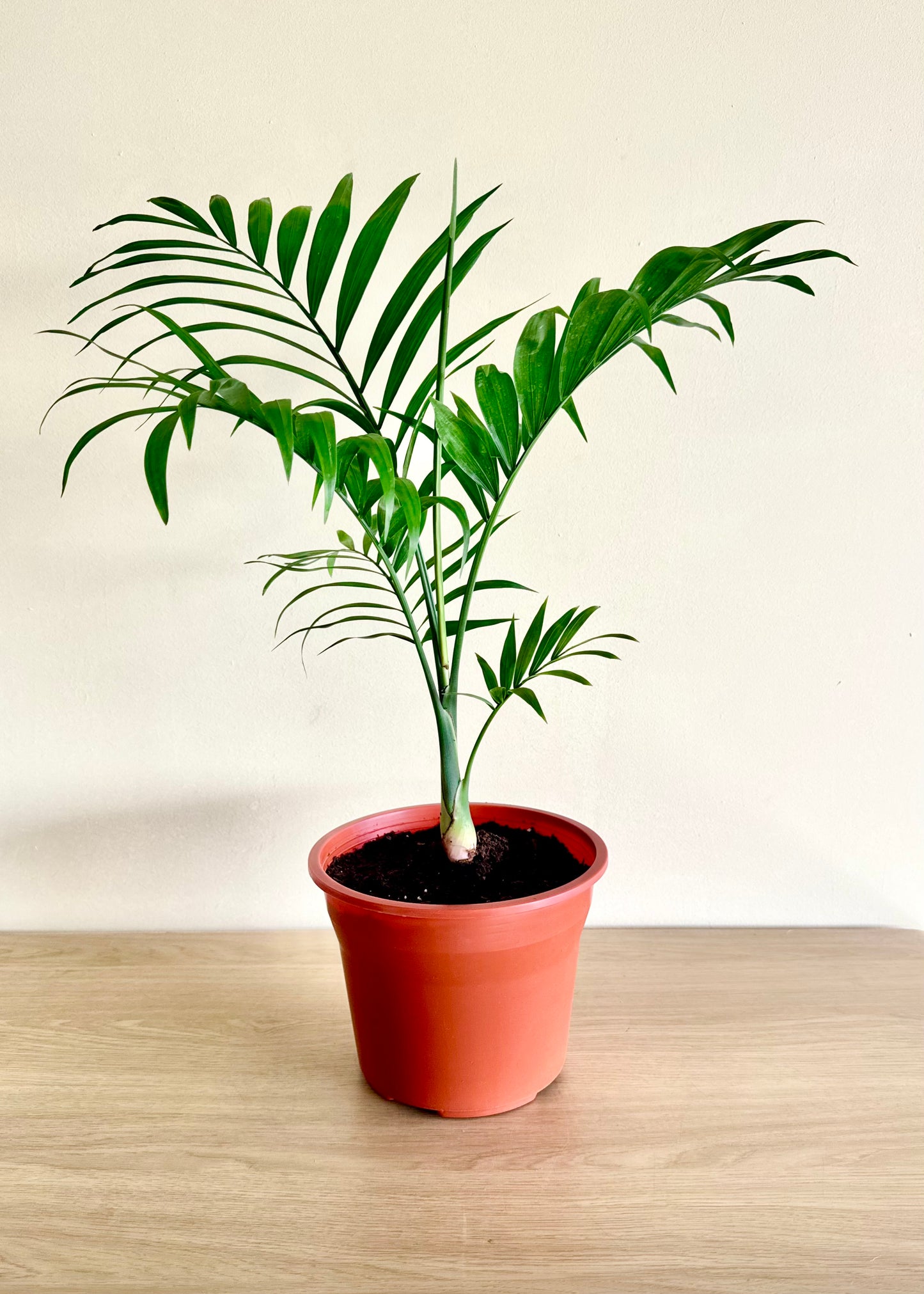 Palmera S