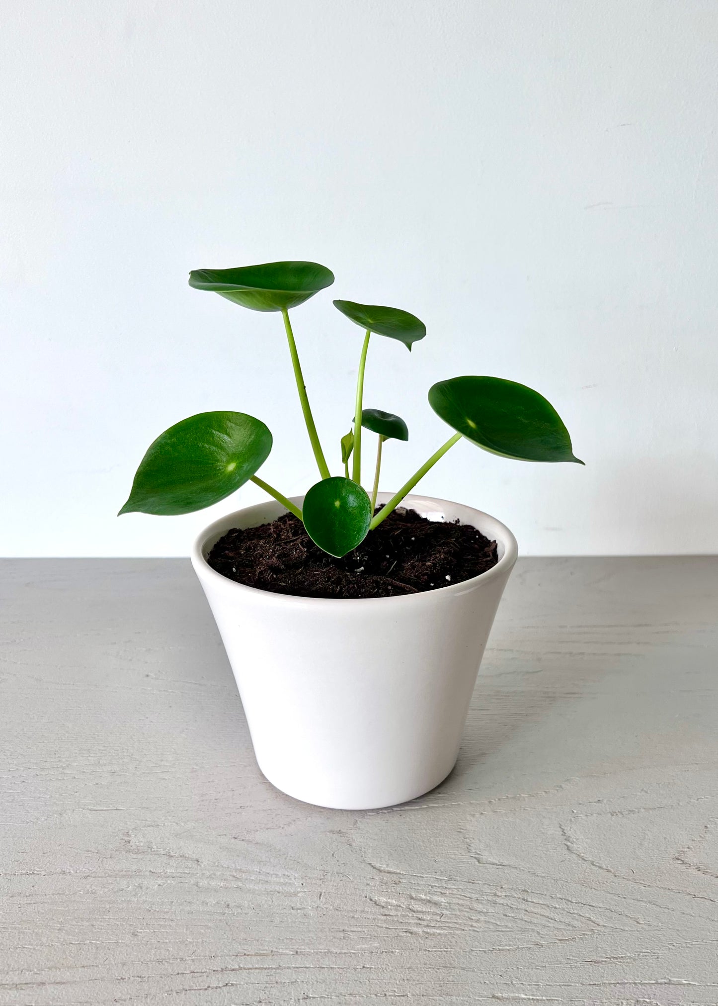 Peperomia Cucharita