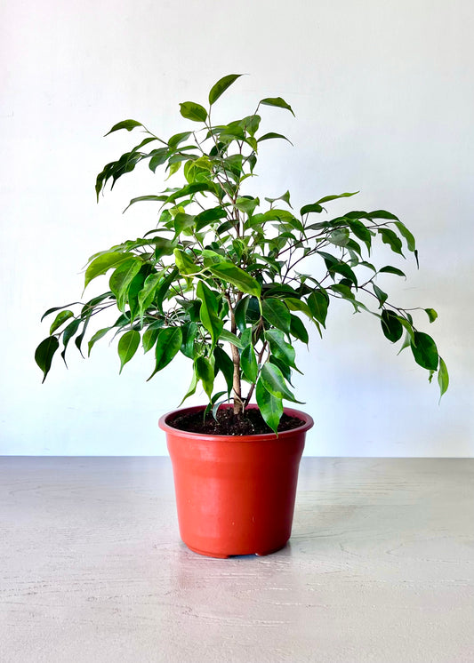 Ficus Benjamina con canasto