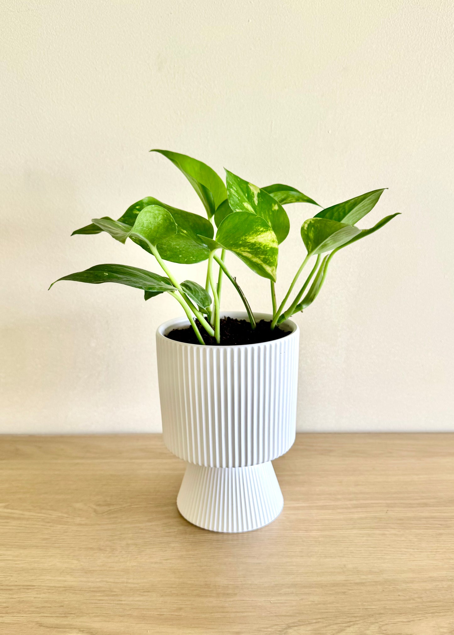 Scindapsus (Pothus) macetero copa