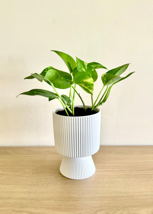 Scindapsus (Pothus) macetero Copa