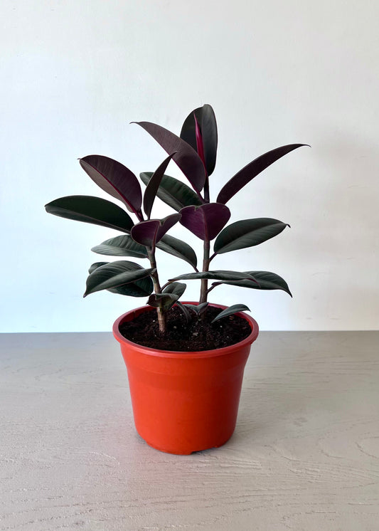 Gomero Burgundy con canasto