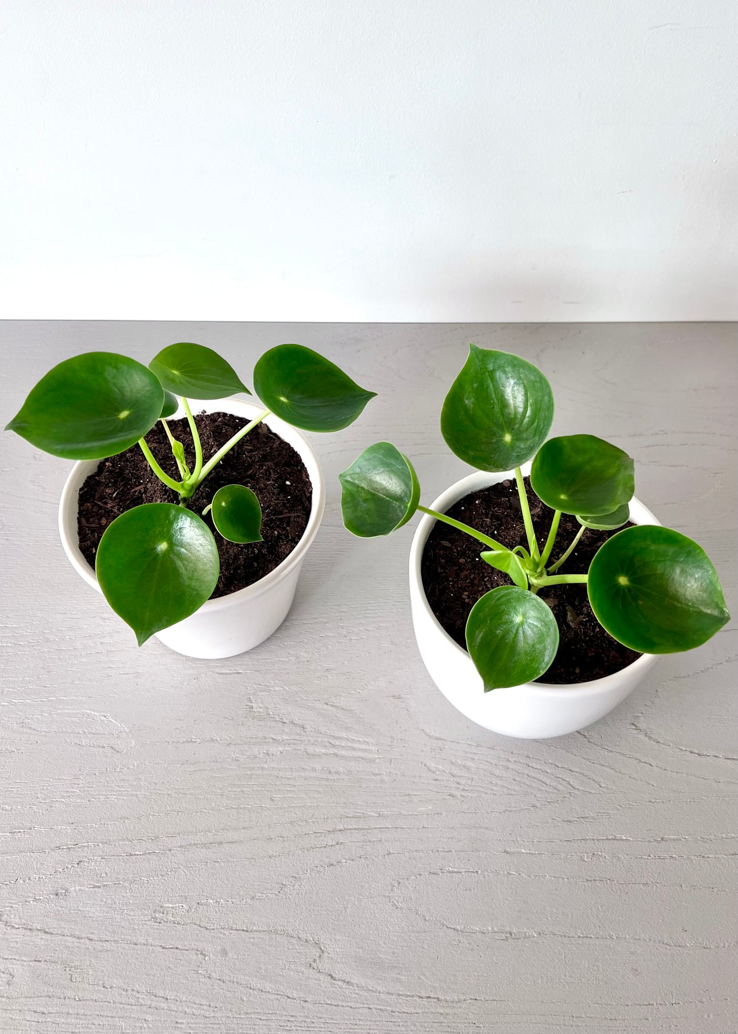 Peperomia Cucharita