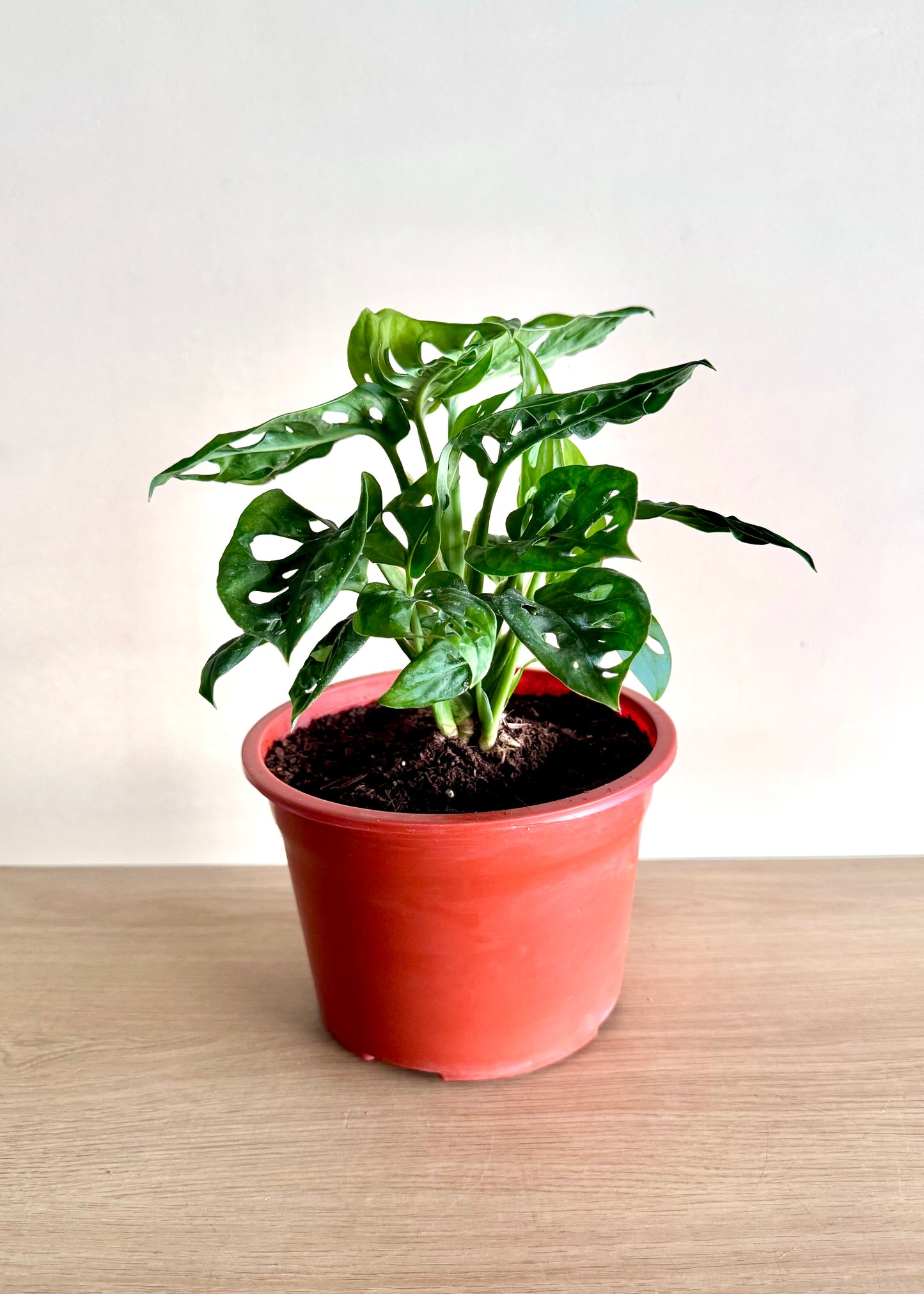 Monstera Friedrichsthalii (mini Adansonii)