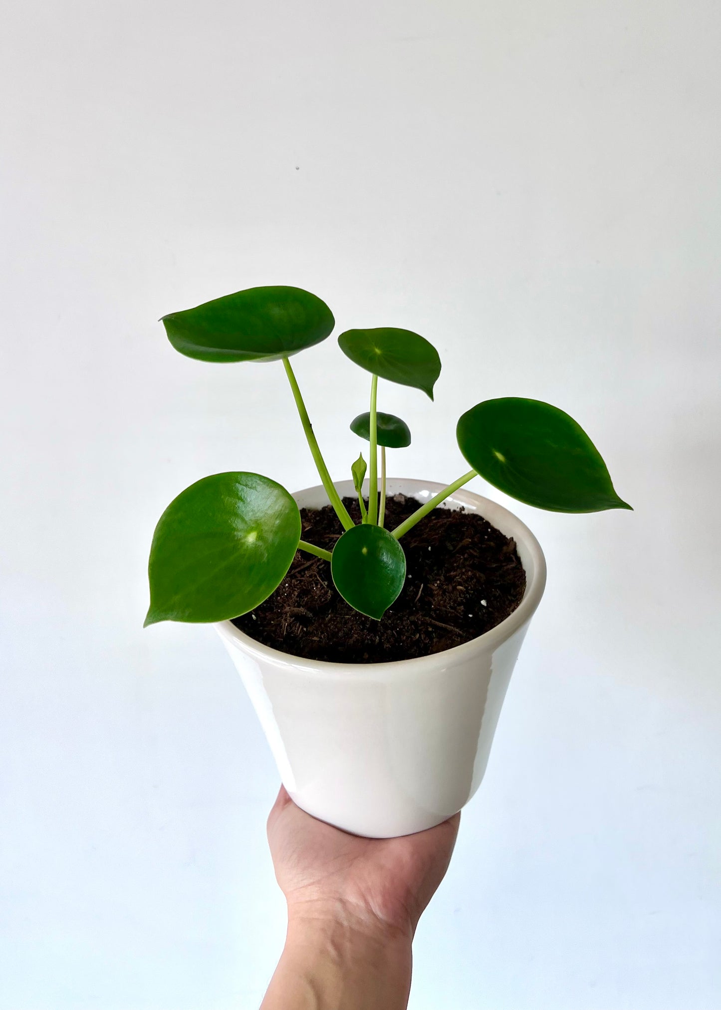 Peperomia Cucharita