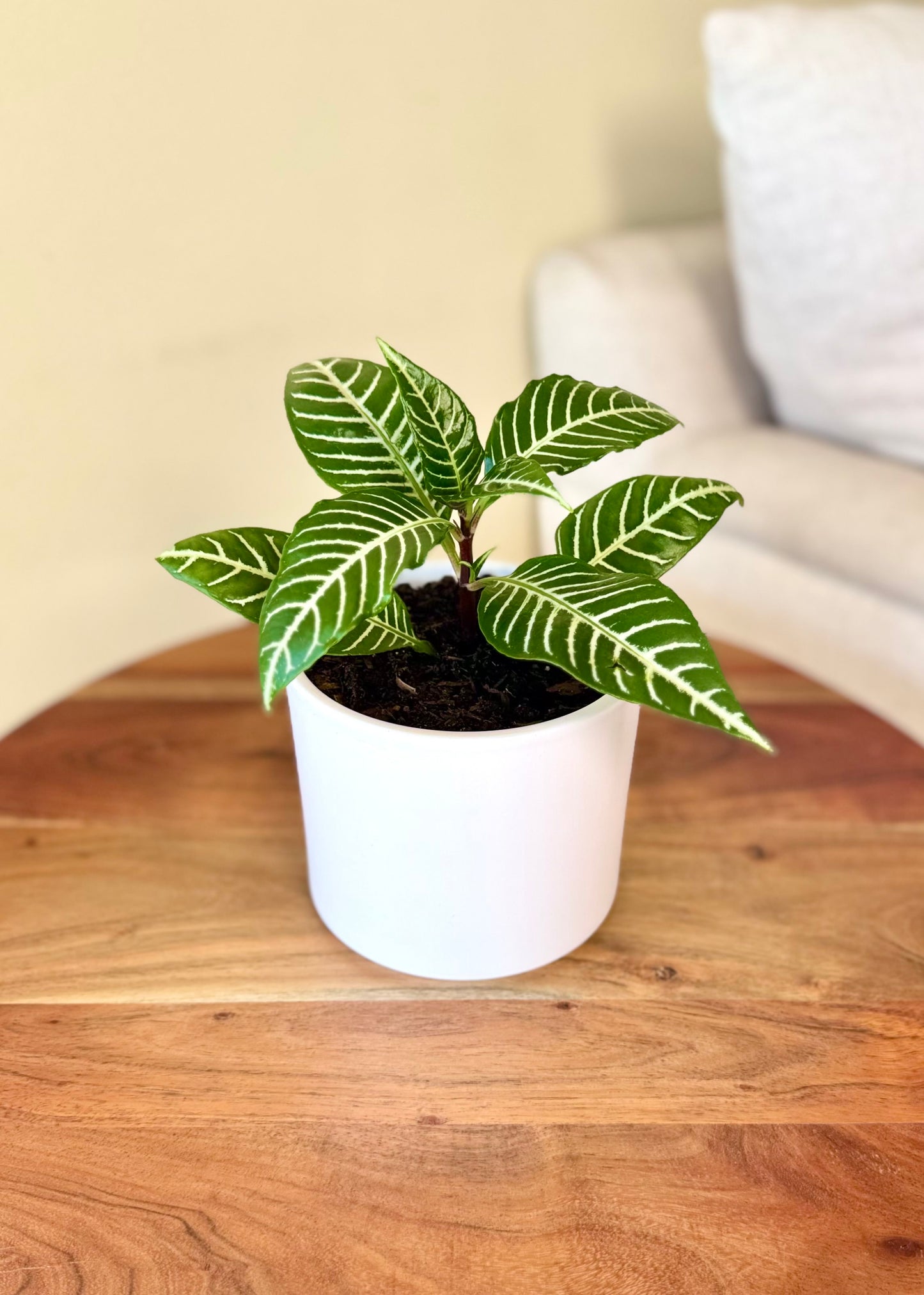 Mini Afelandra