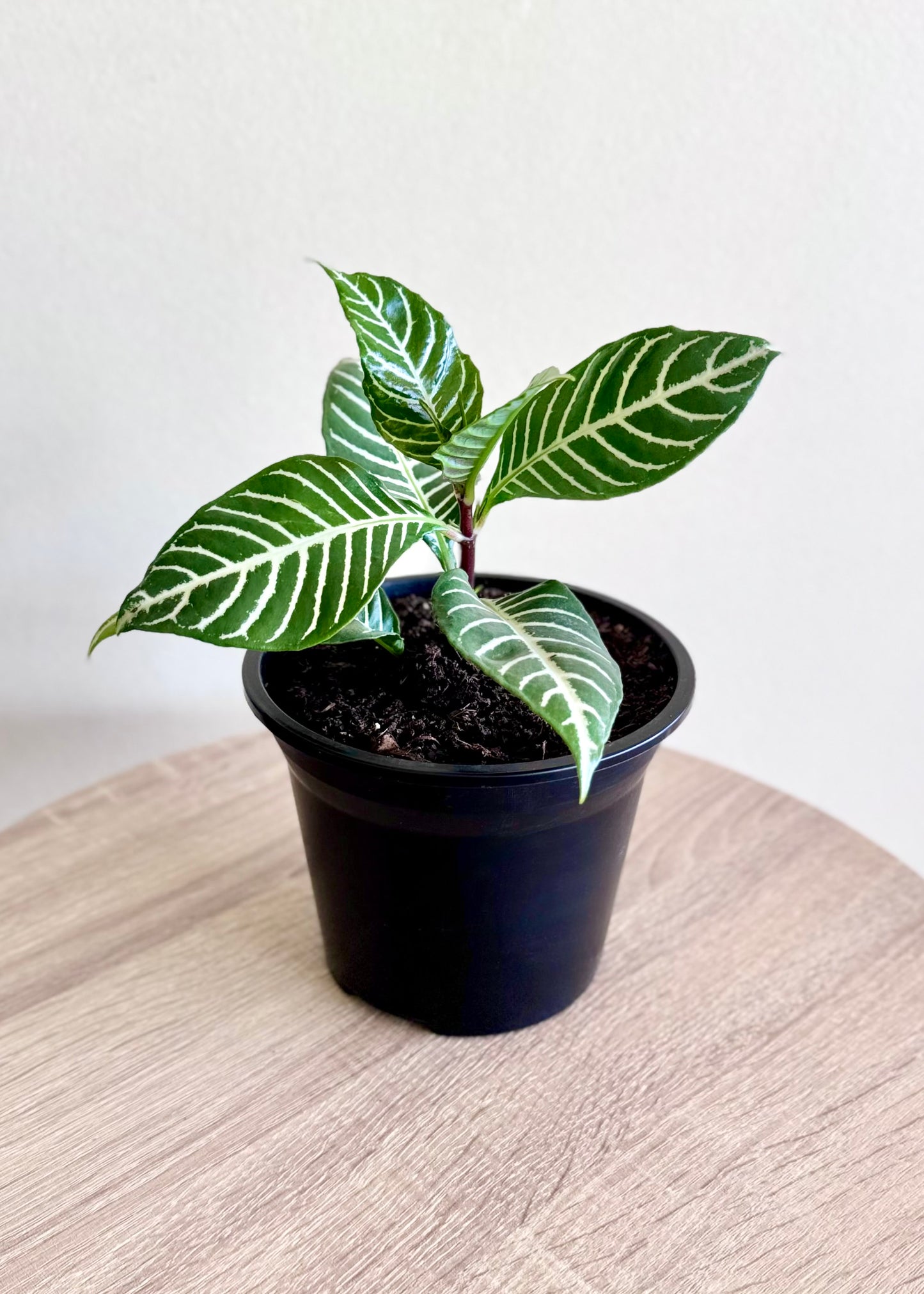 Mini Afelandra