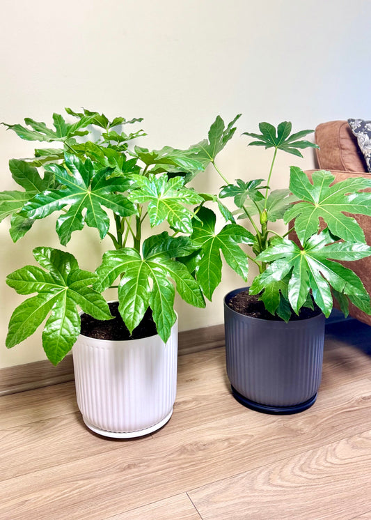 Aralia Japonica L macetero Líneo