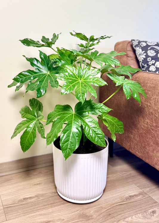 Aralia Japonica L macetero Líneo