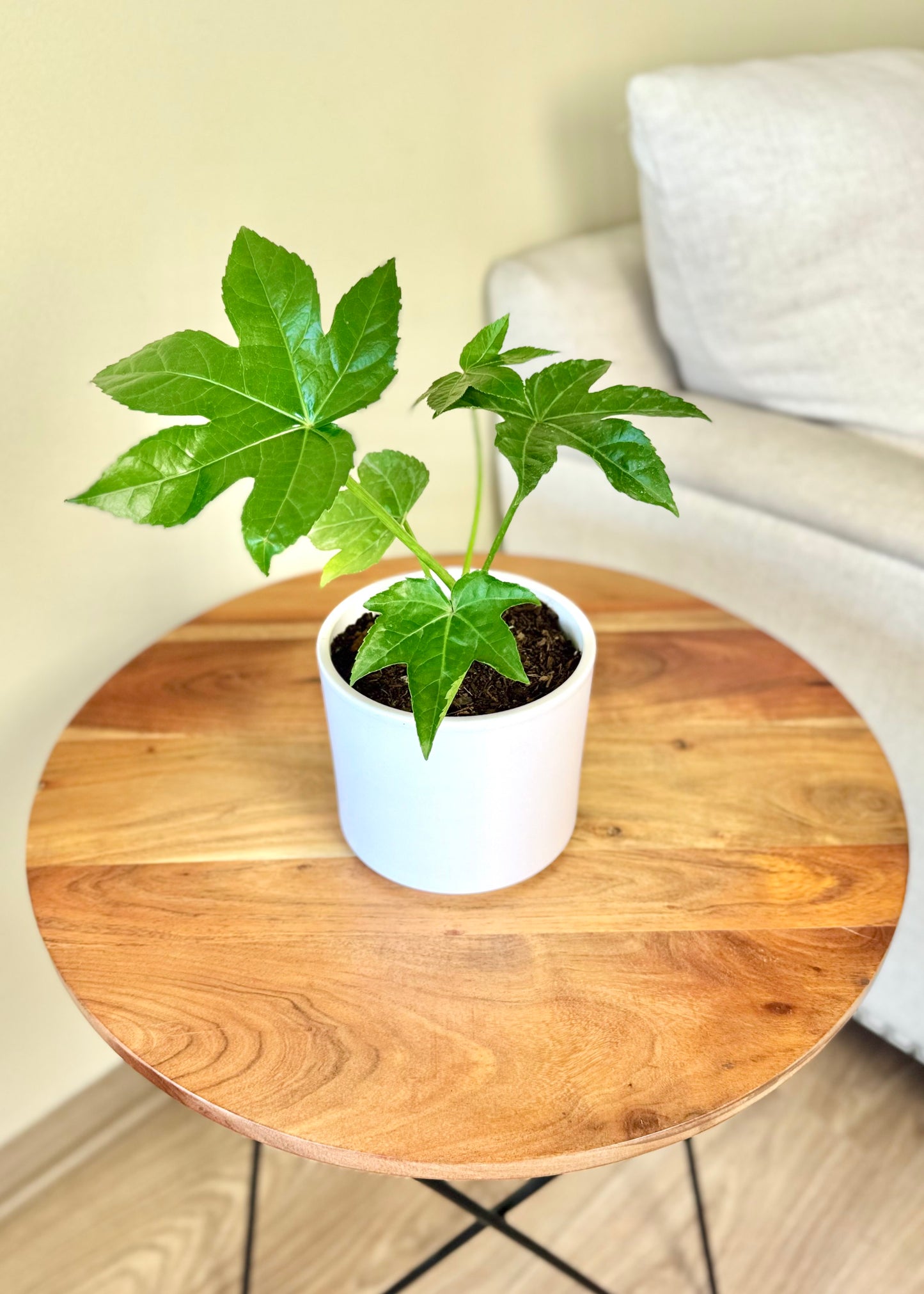 Mini Aralia Japonica