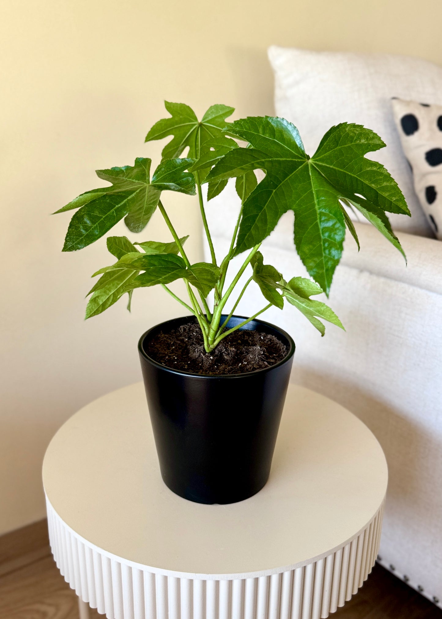 Mini Aralia Japonica