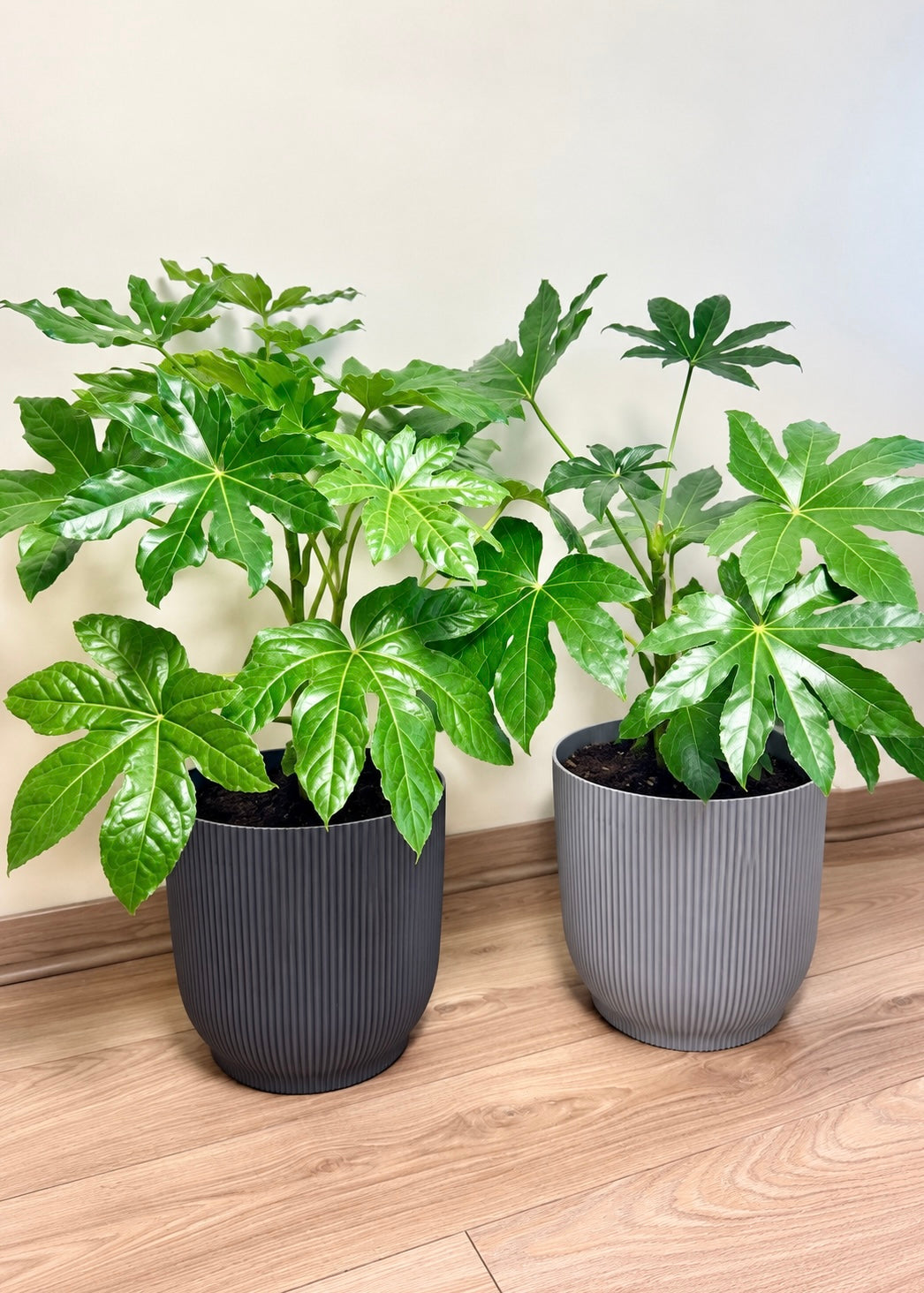Aralia Japonica L macetero Cala – imagen 6