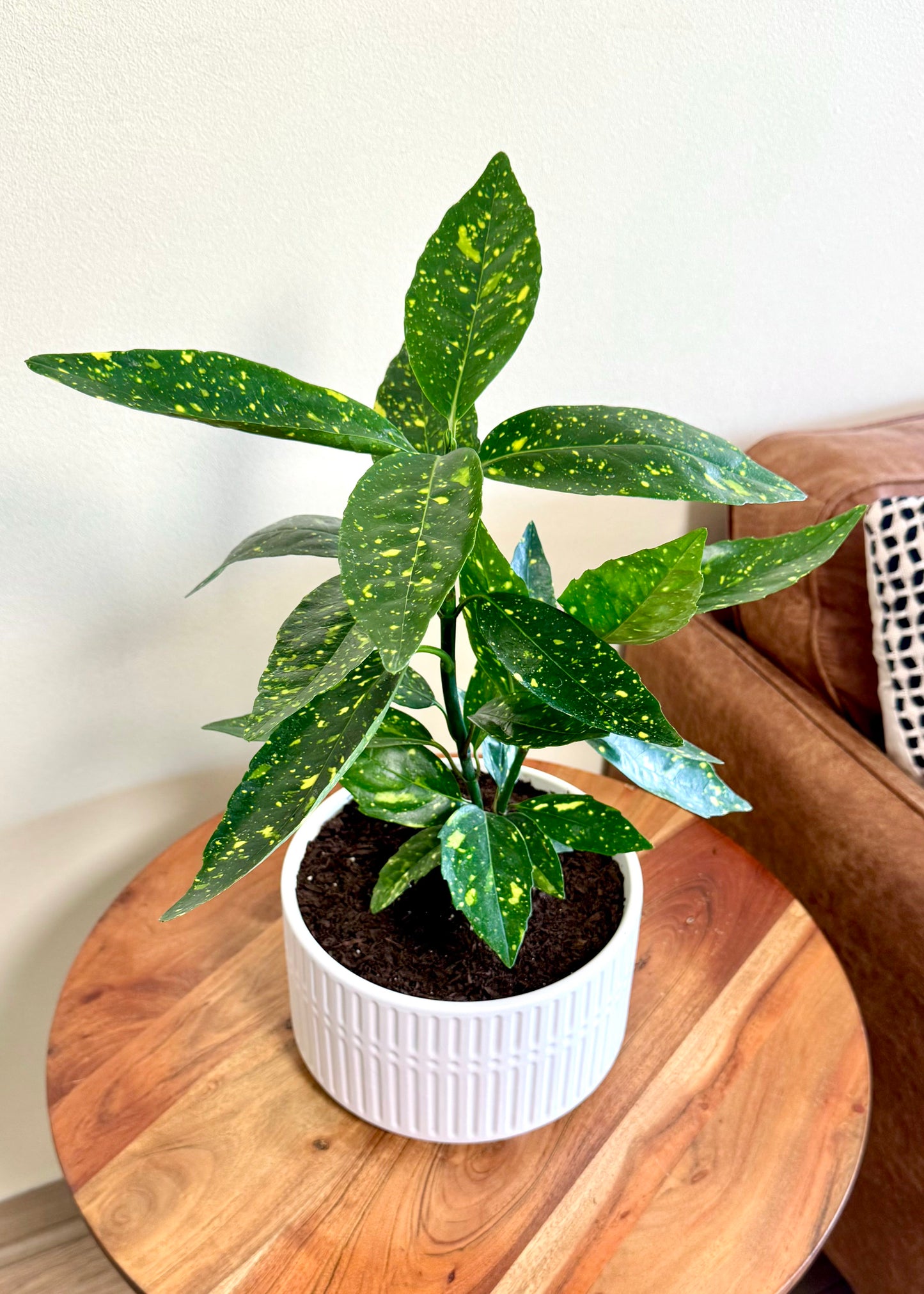 Aucuba Japonica