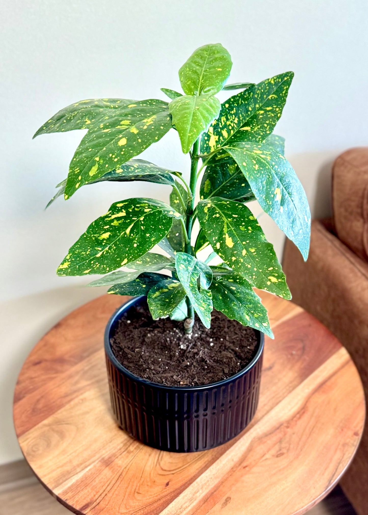 Aucuba Japonica