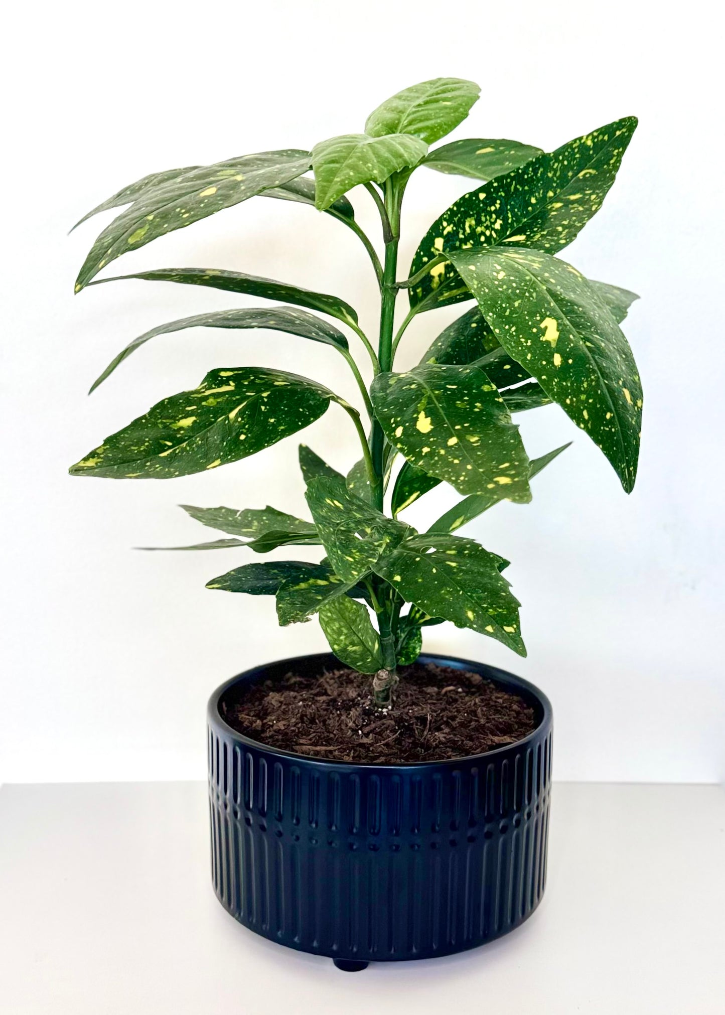 Aucuba Japonica