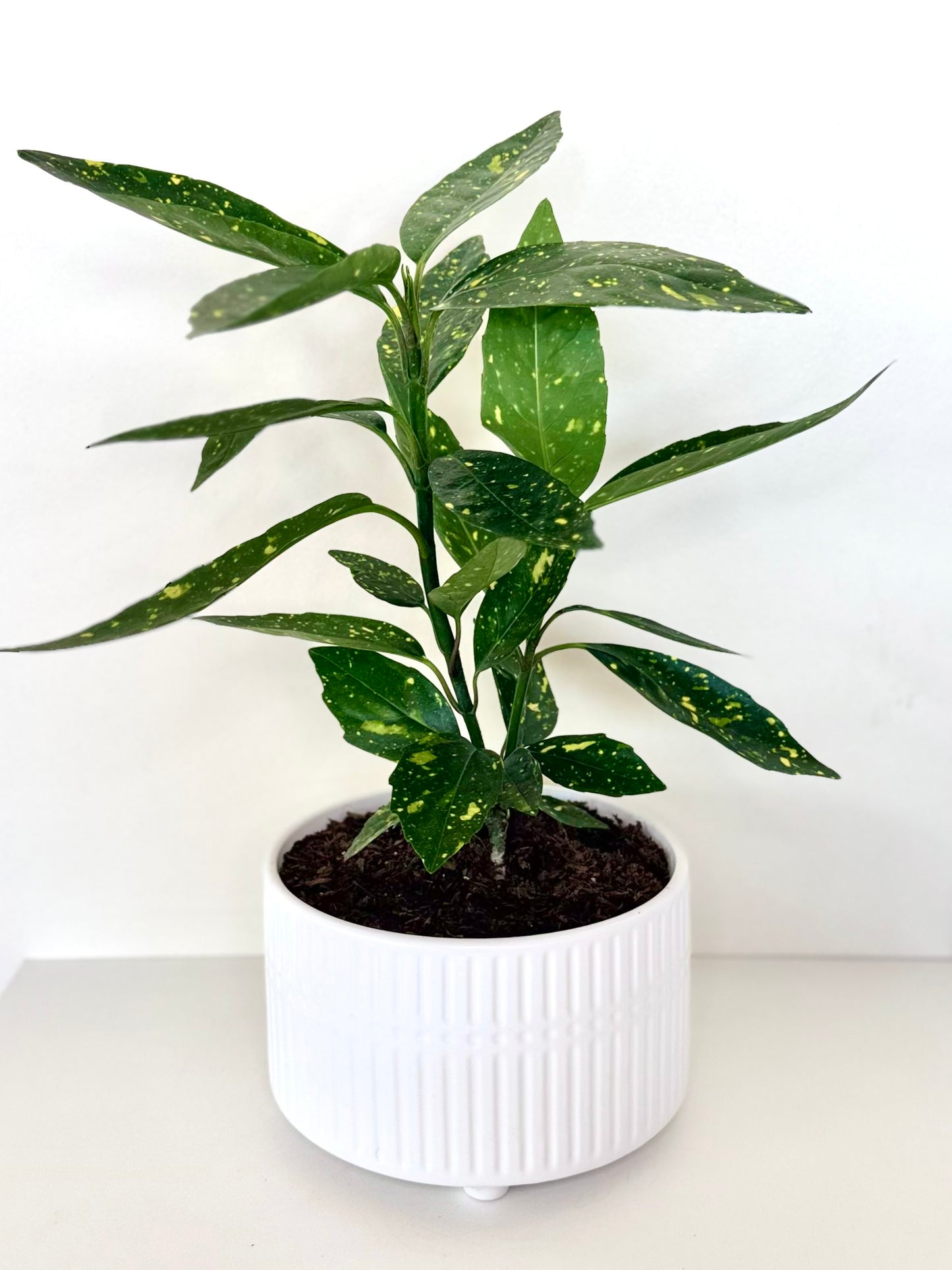 Aucuba Japonica