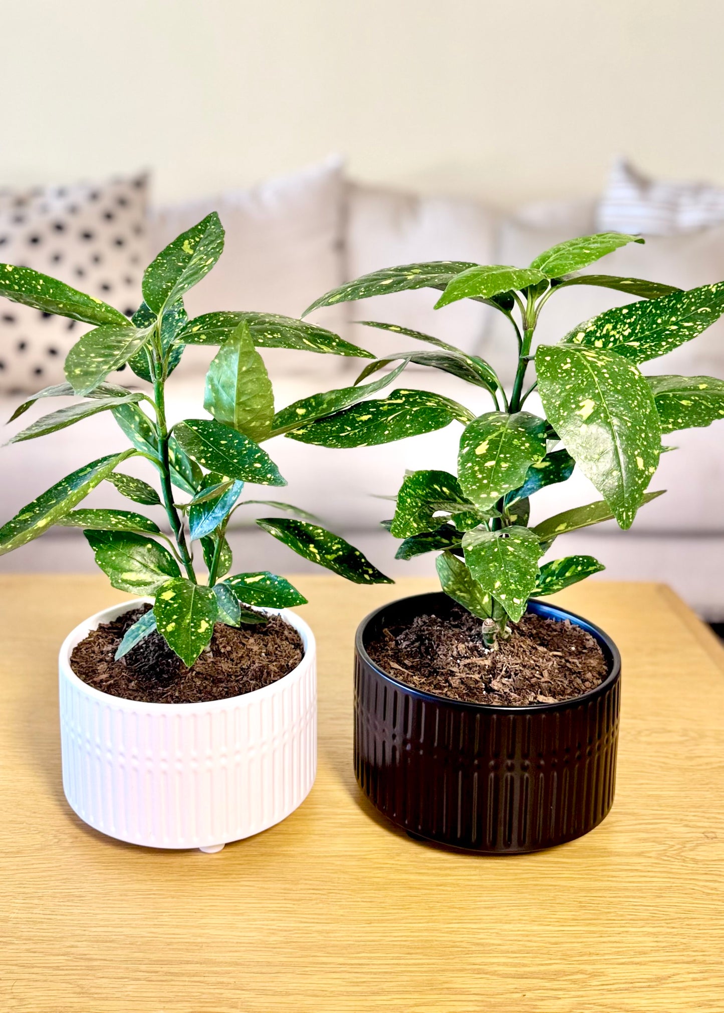 Aucuba Japonica