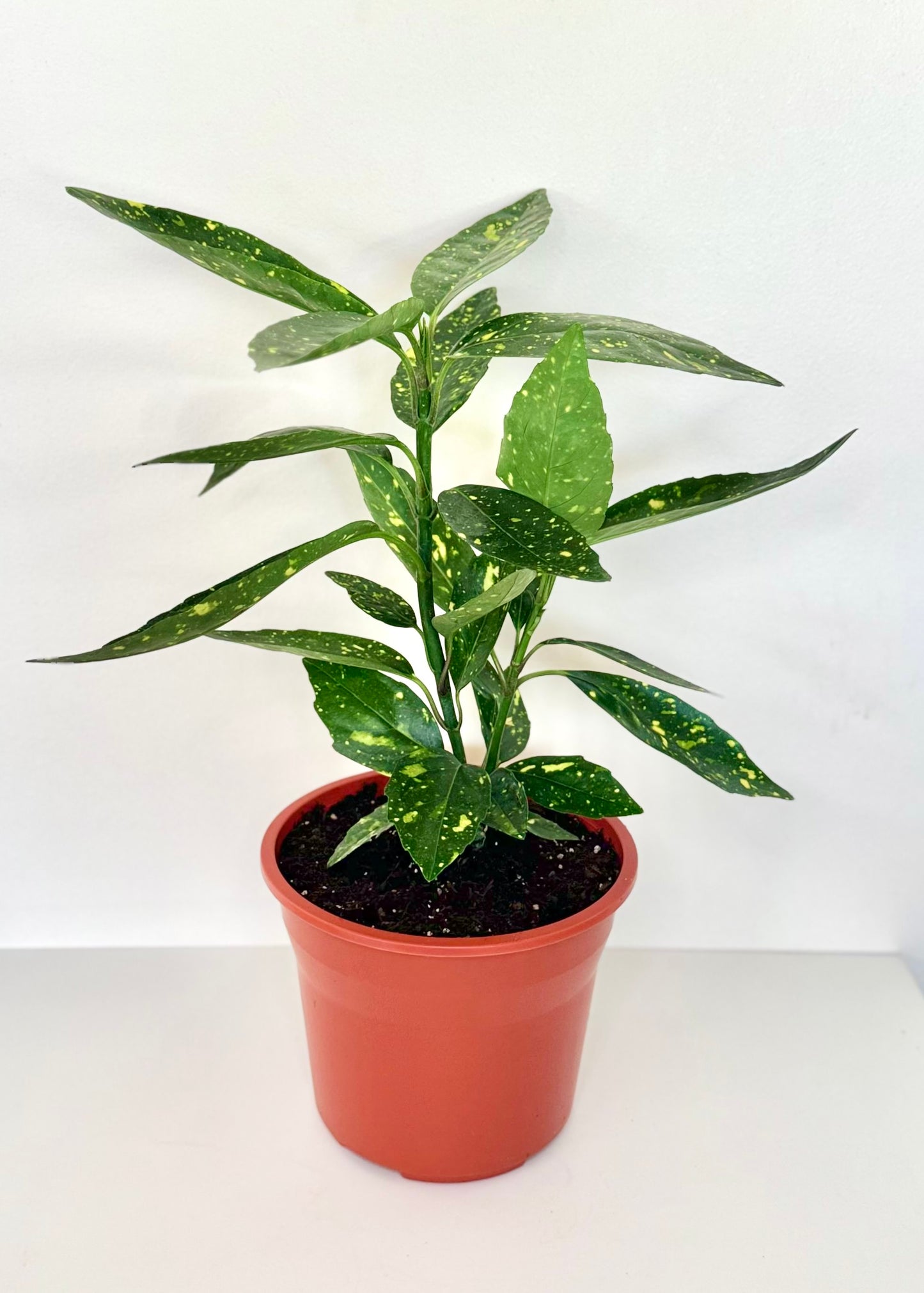 Aucuba Japonica