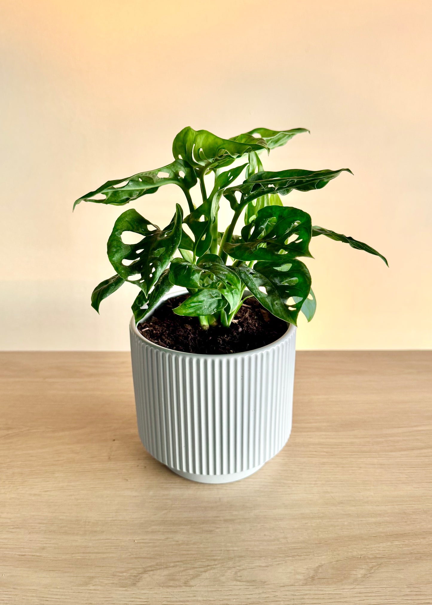 Monstera Friedrichsthalii (mini Adansonii)