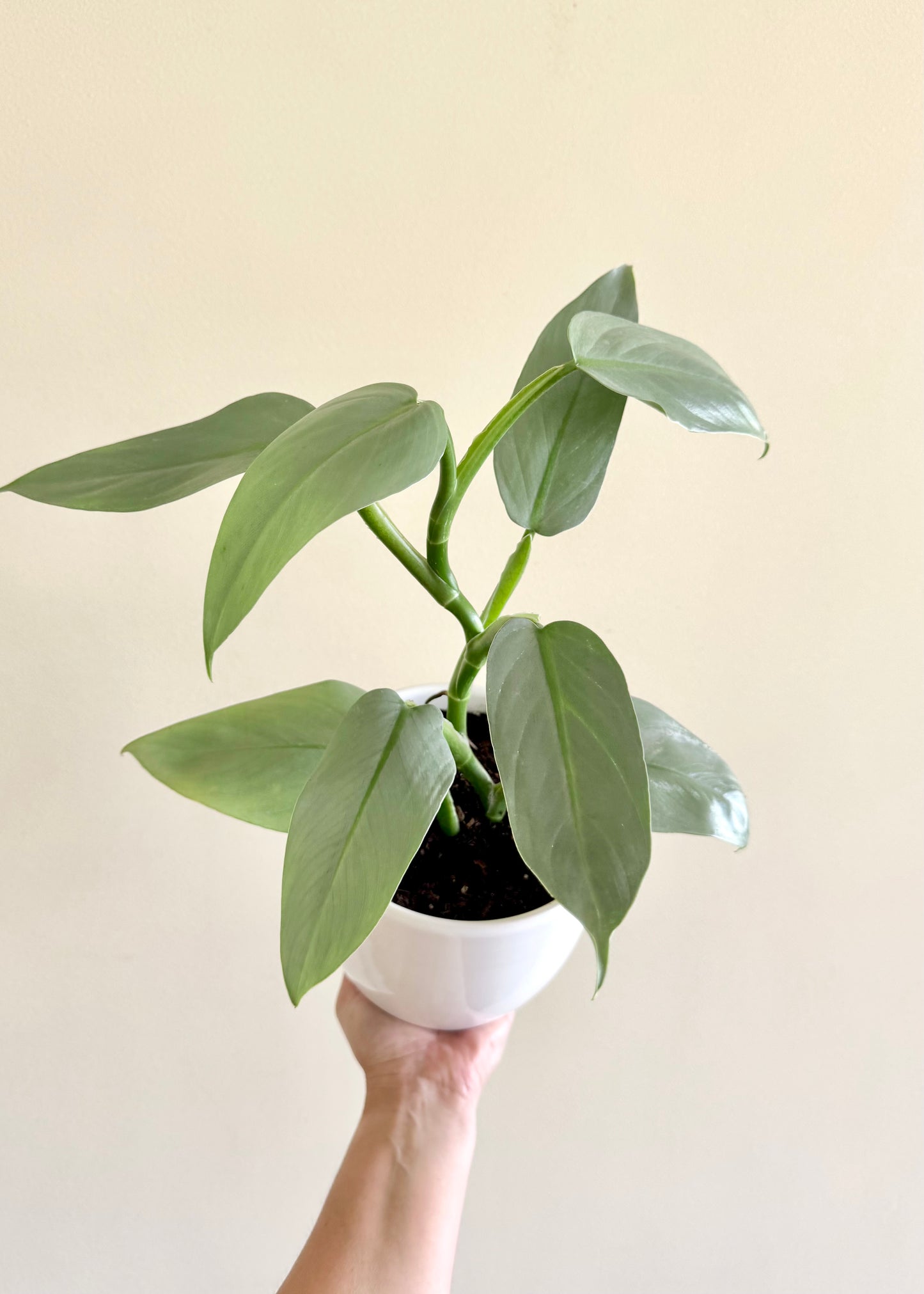 Filodendro Hastatum Silver