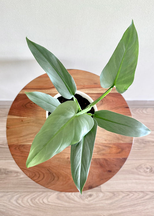 Filodendro Hastatum Silver