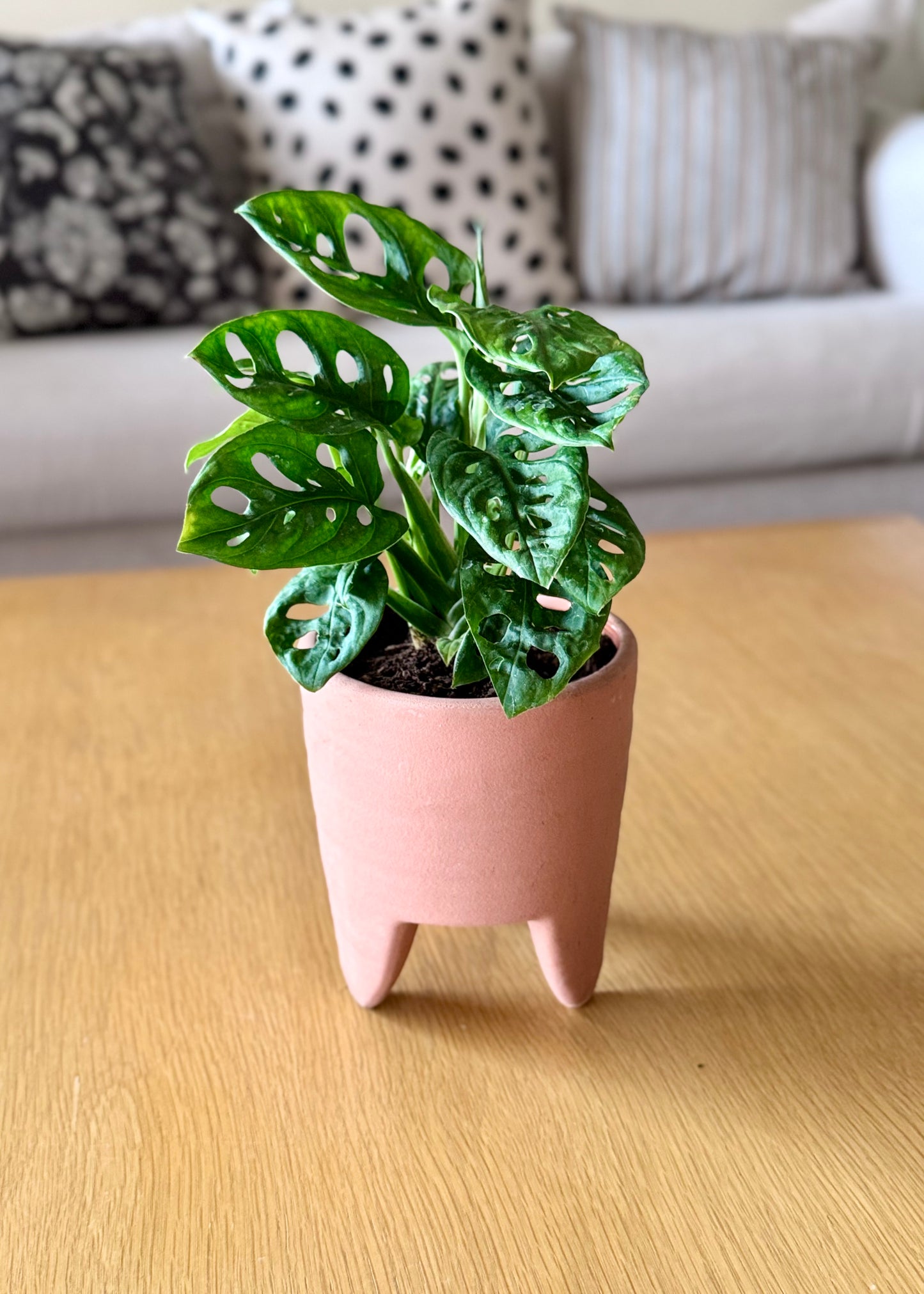 Monstera Friedrichsthalii (mini Adansonii)