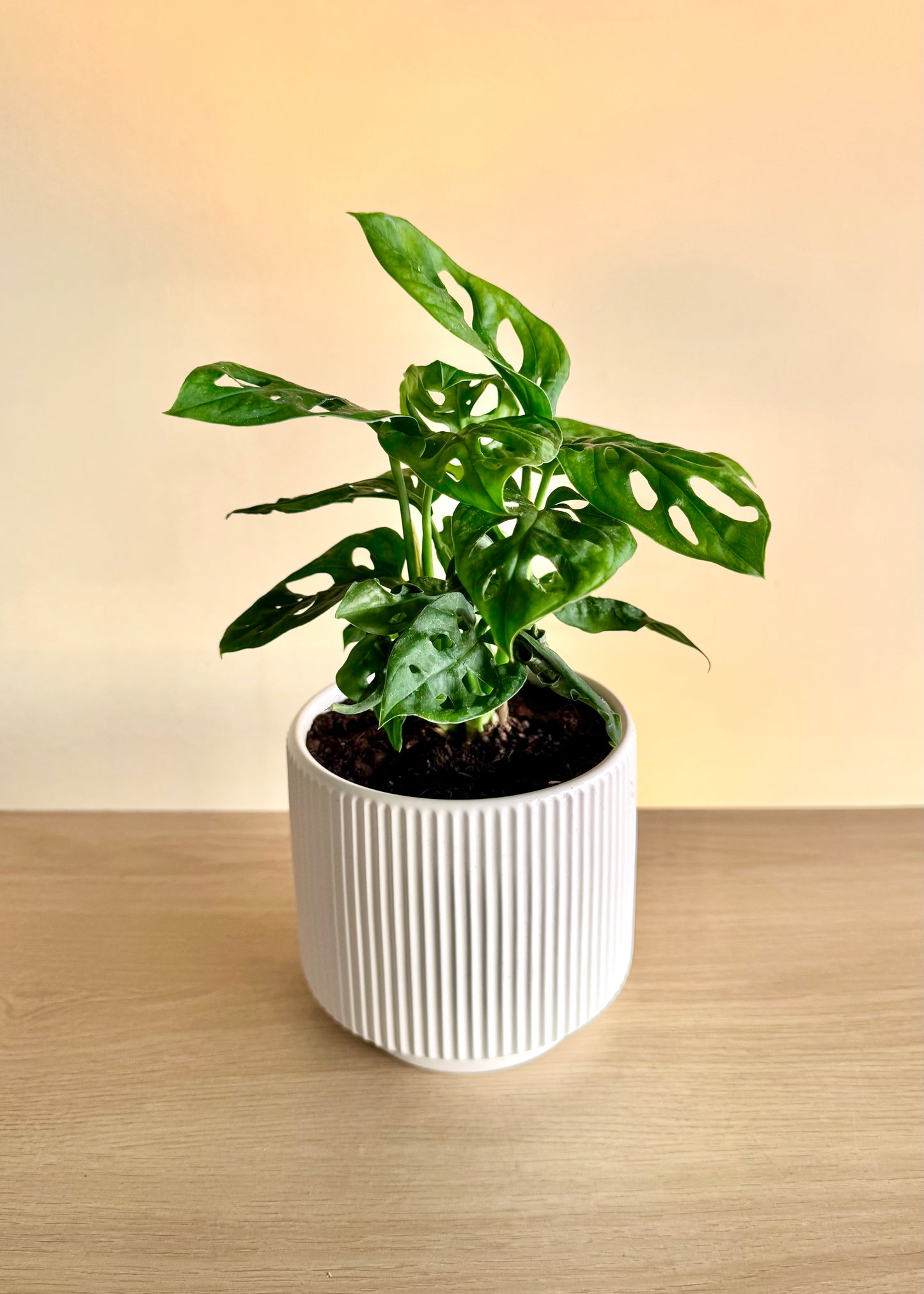 Monstera Friedrichsthalii (mini Adansonii)