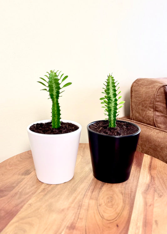 Mini Cactus Euphorbia Trigona