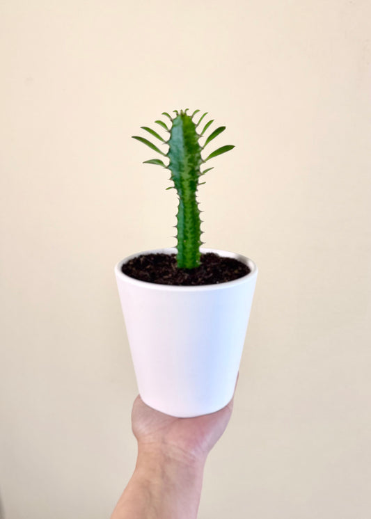 Mini Cactus Euphorbia Trigona