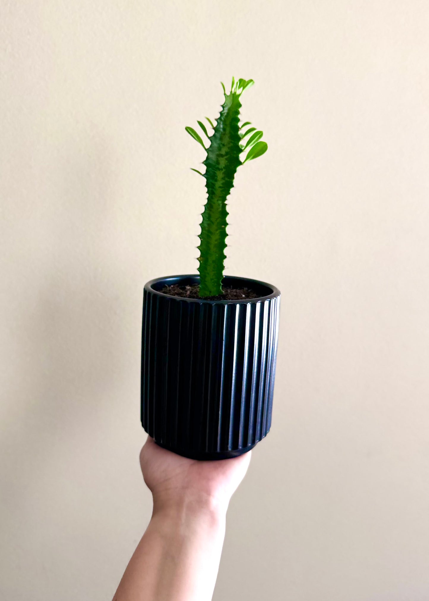 Mini Cactus Euphorbia Trigona