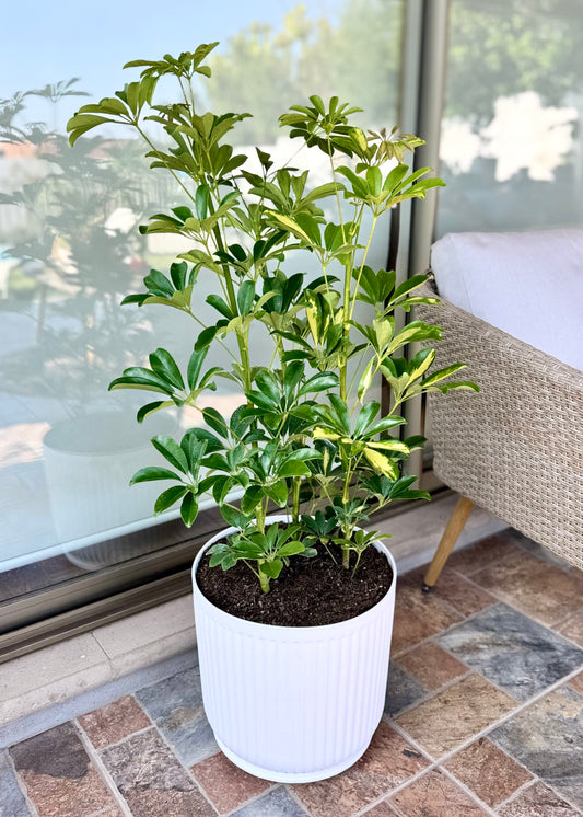 Cheflera XL macetero Líneo