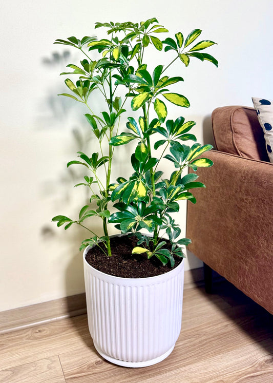 Cheflera XL macetero Líneo