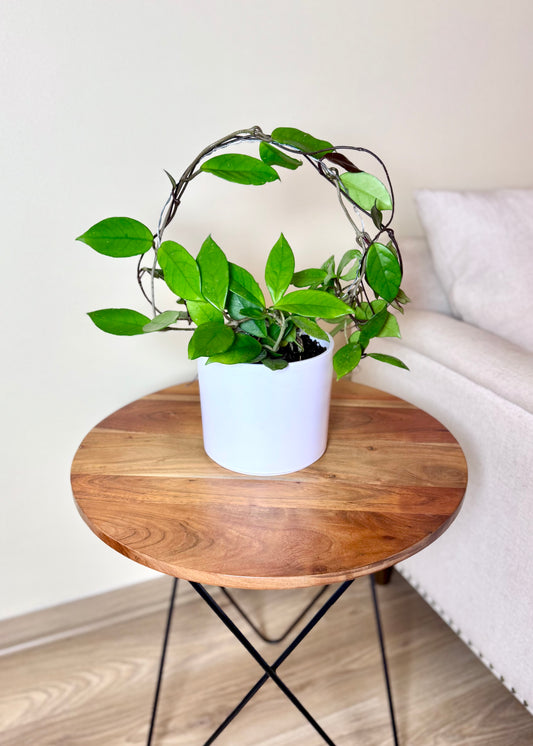 Clepia (Hoya Carnosa)