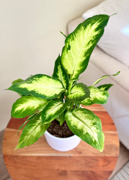 Dieffenbachia