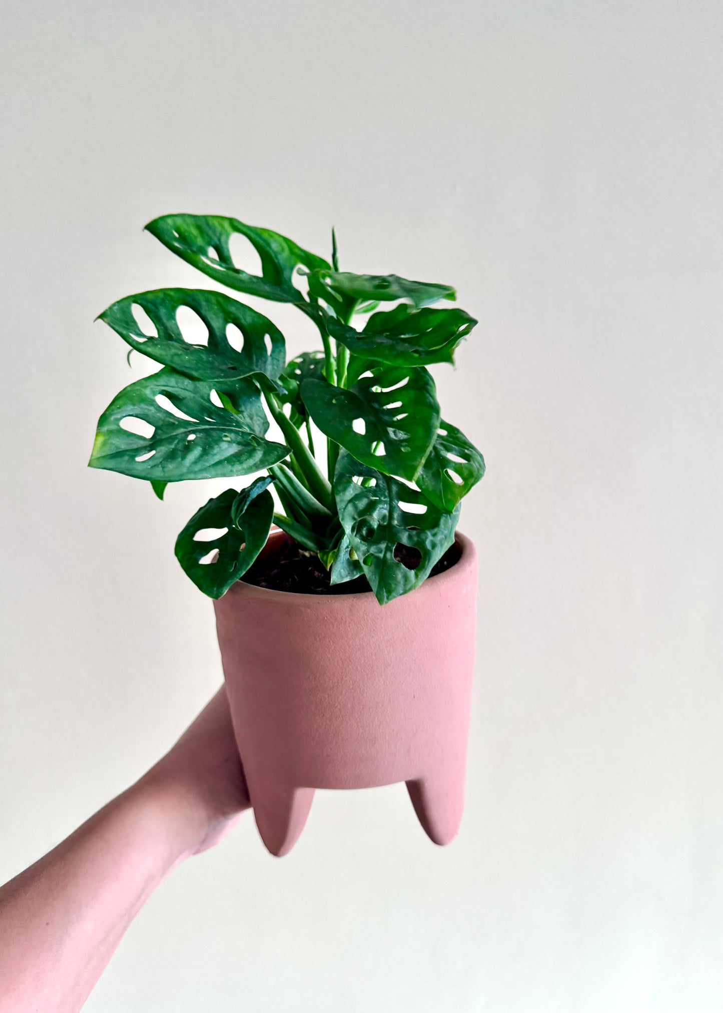 Monstera Friedrichsthalii (mini Adansonii)
