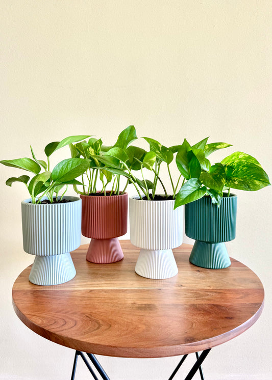 Scindapsus (Pothus) macetero Copa