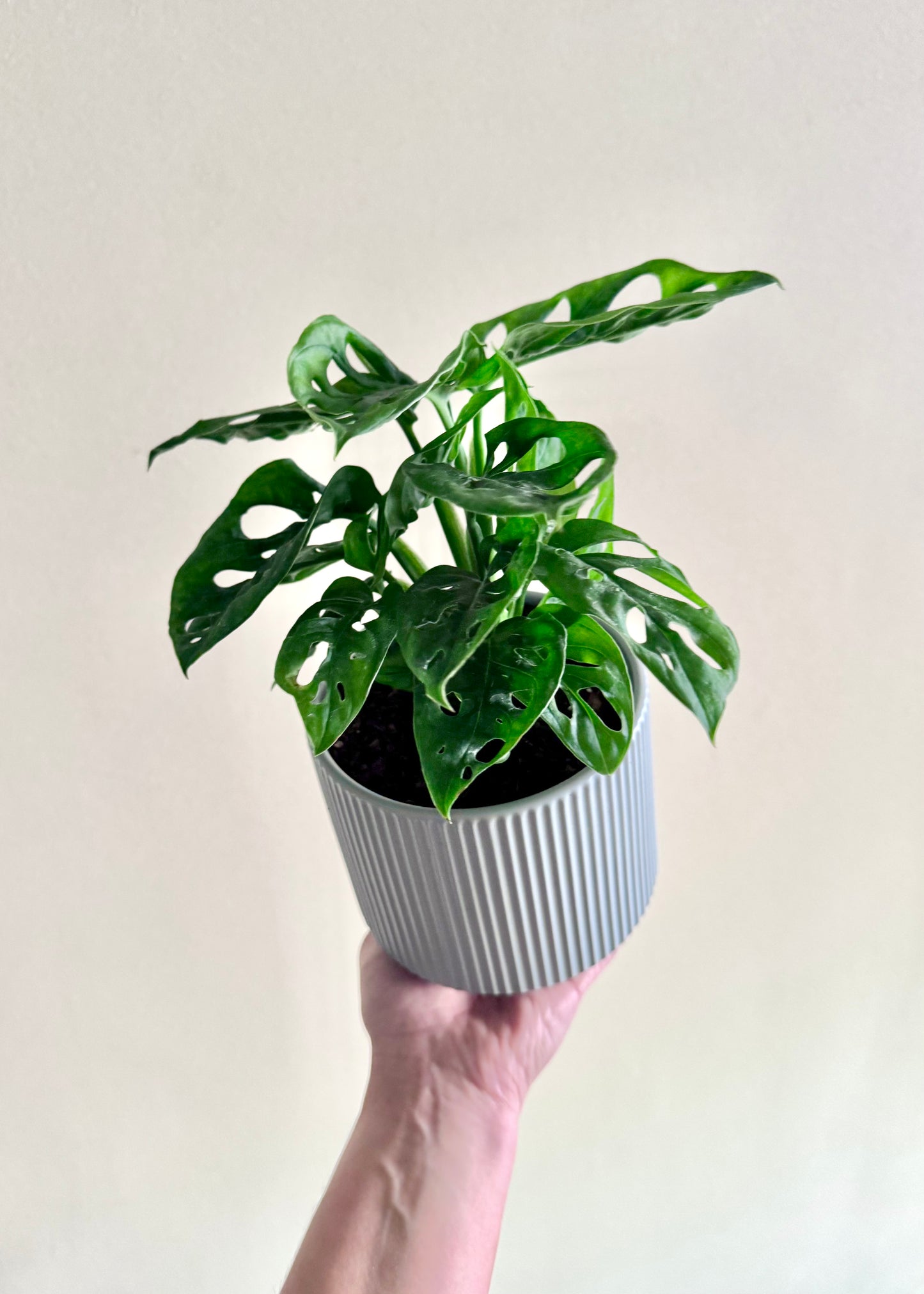 Monstera Friedrichsthalii (mini Adansonii)