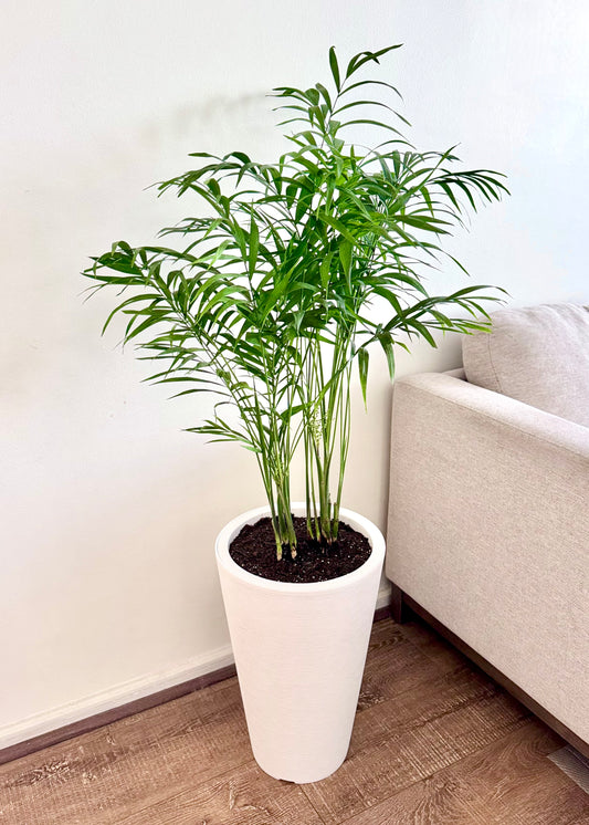 Palmera Chamaedorea Elegans XL
