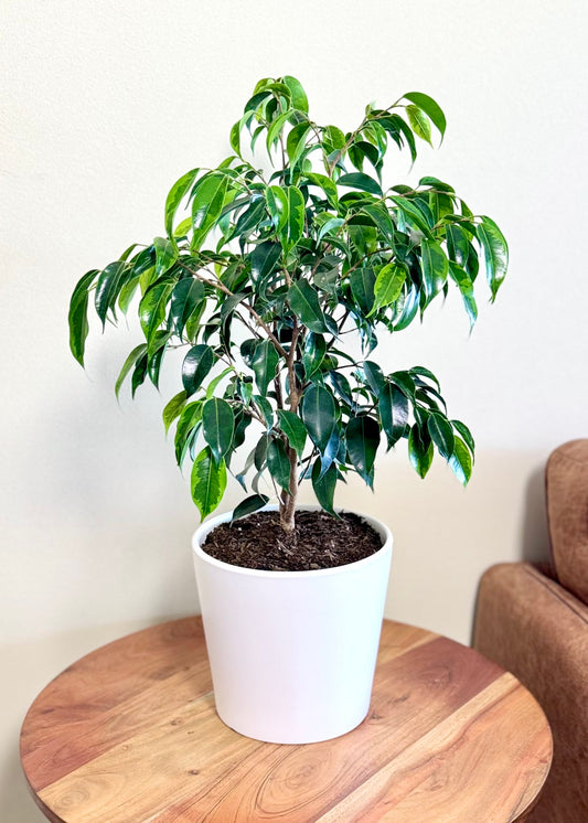 Ficus Benjamina S