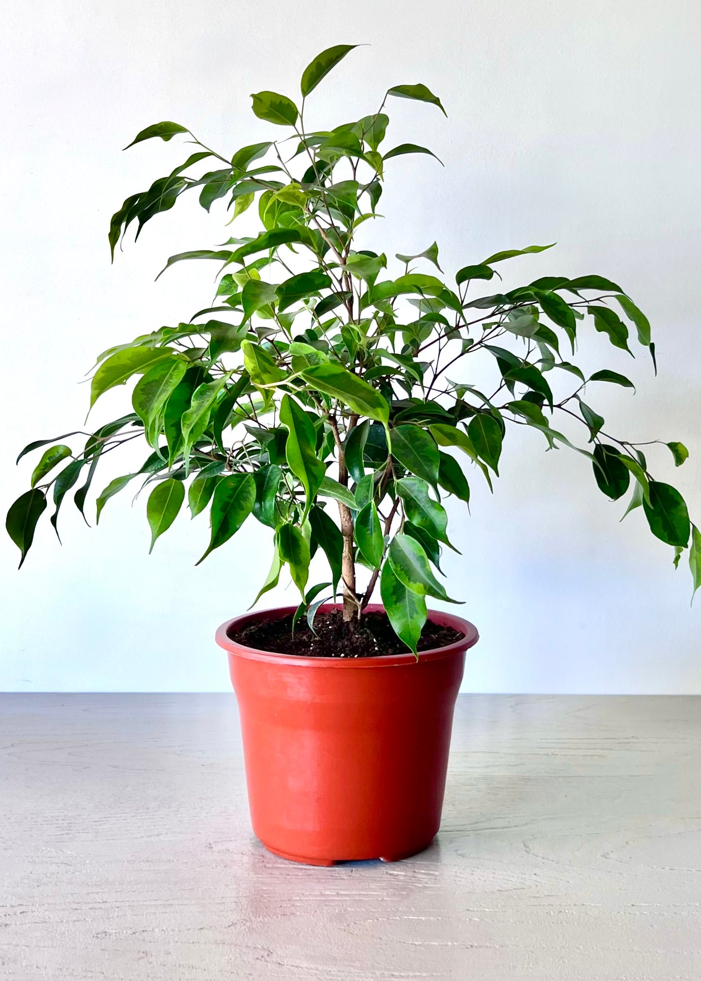 Ficus Benjamina S