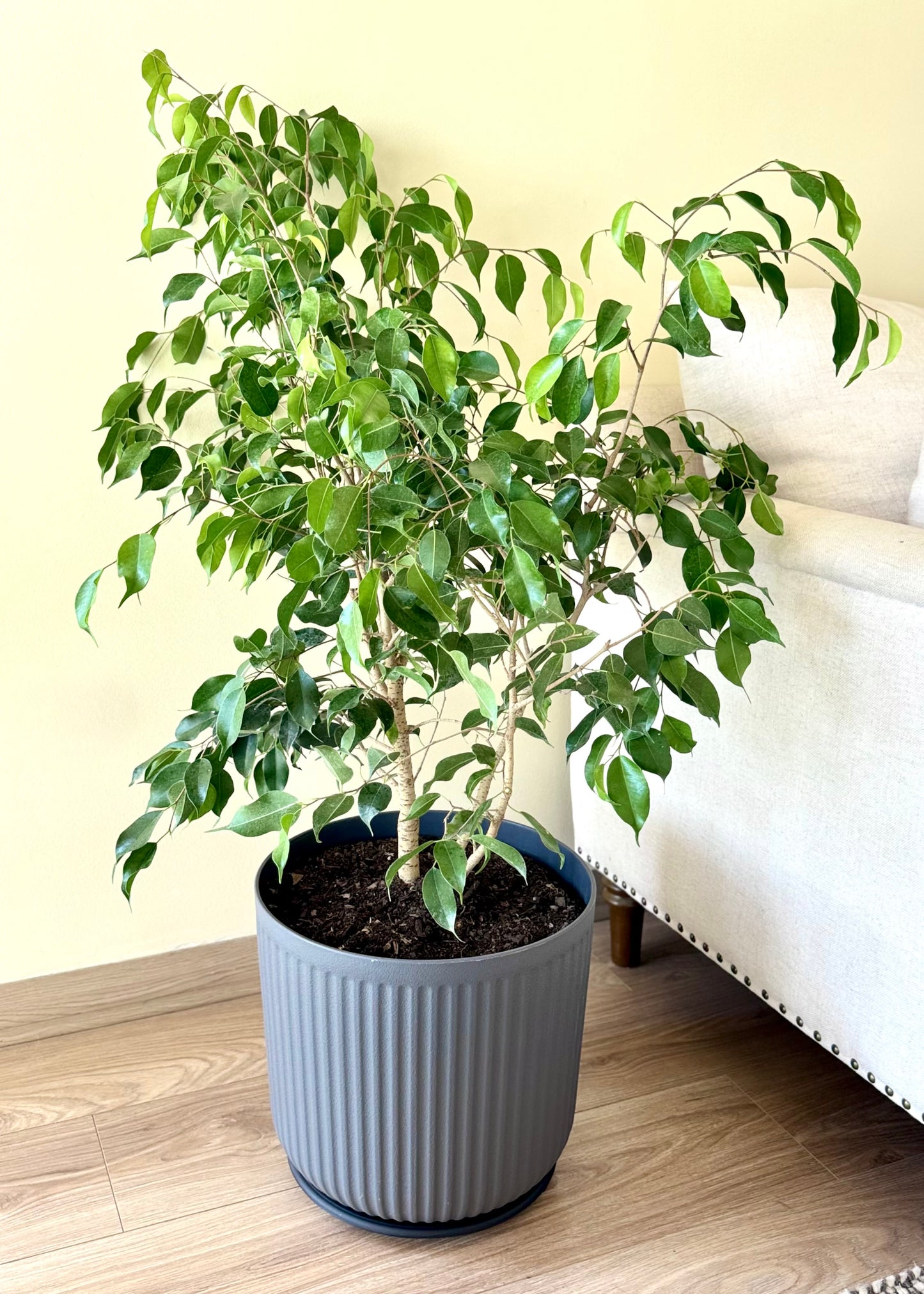 Ficus Benjamina L macetero Líneo