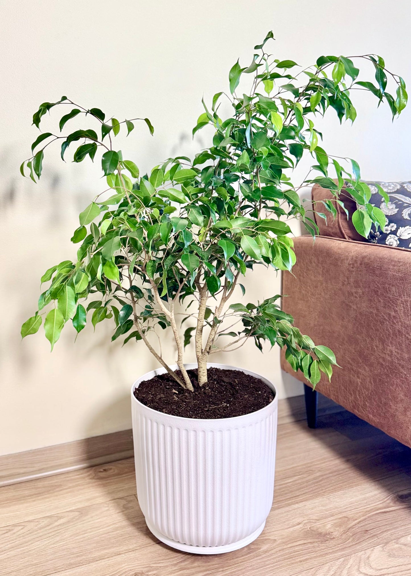 Ficus Benjamina L macetero Líneo