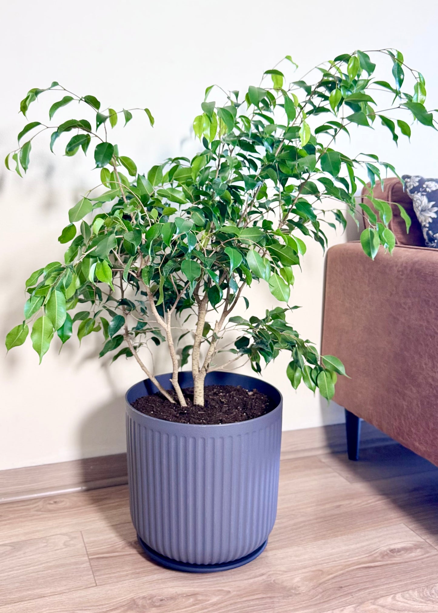 Ficus Benjamina L macetero Líneo