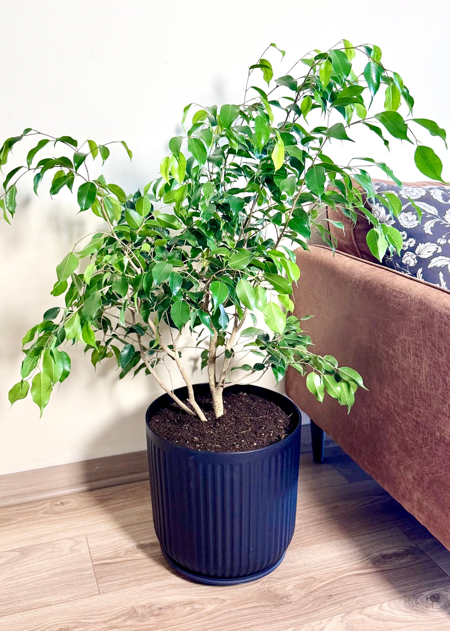 Ficus Benjamina L macetero Líneo