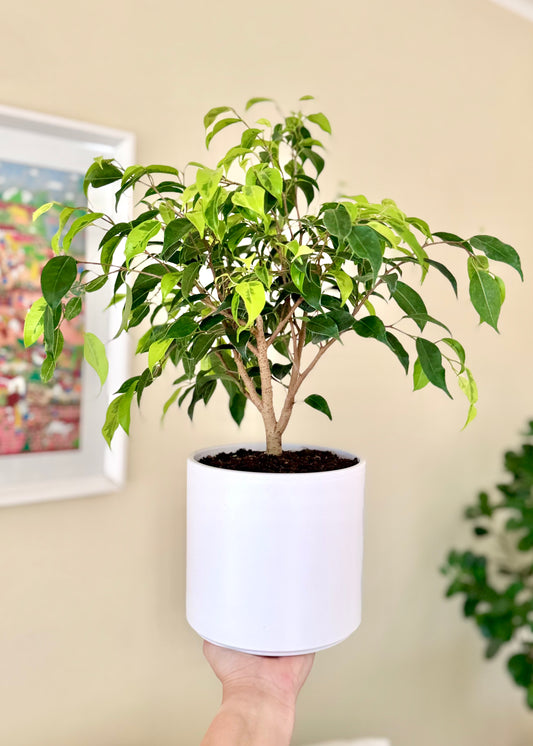 Ficus Benjamina S