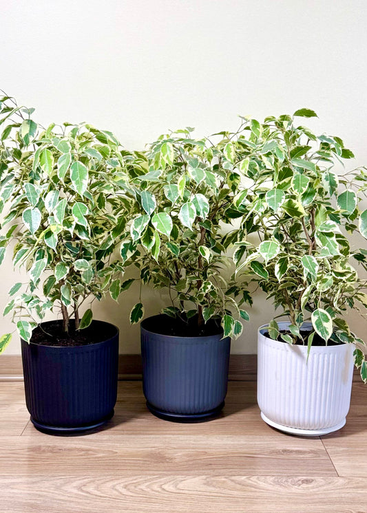 Ficus Melany M