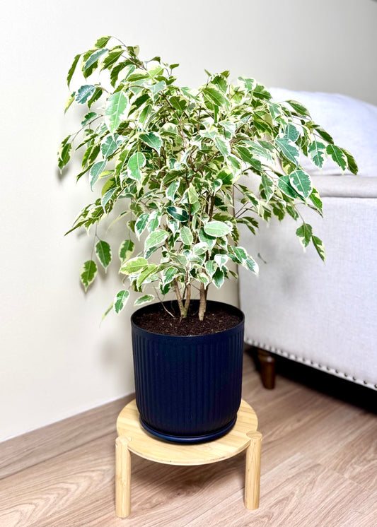 Ficus Melany M